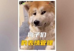 娱乐圈狗子爆料事件,揭秘明星背后的真实故事